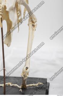 Photo Textures of Hen Skeleton